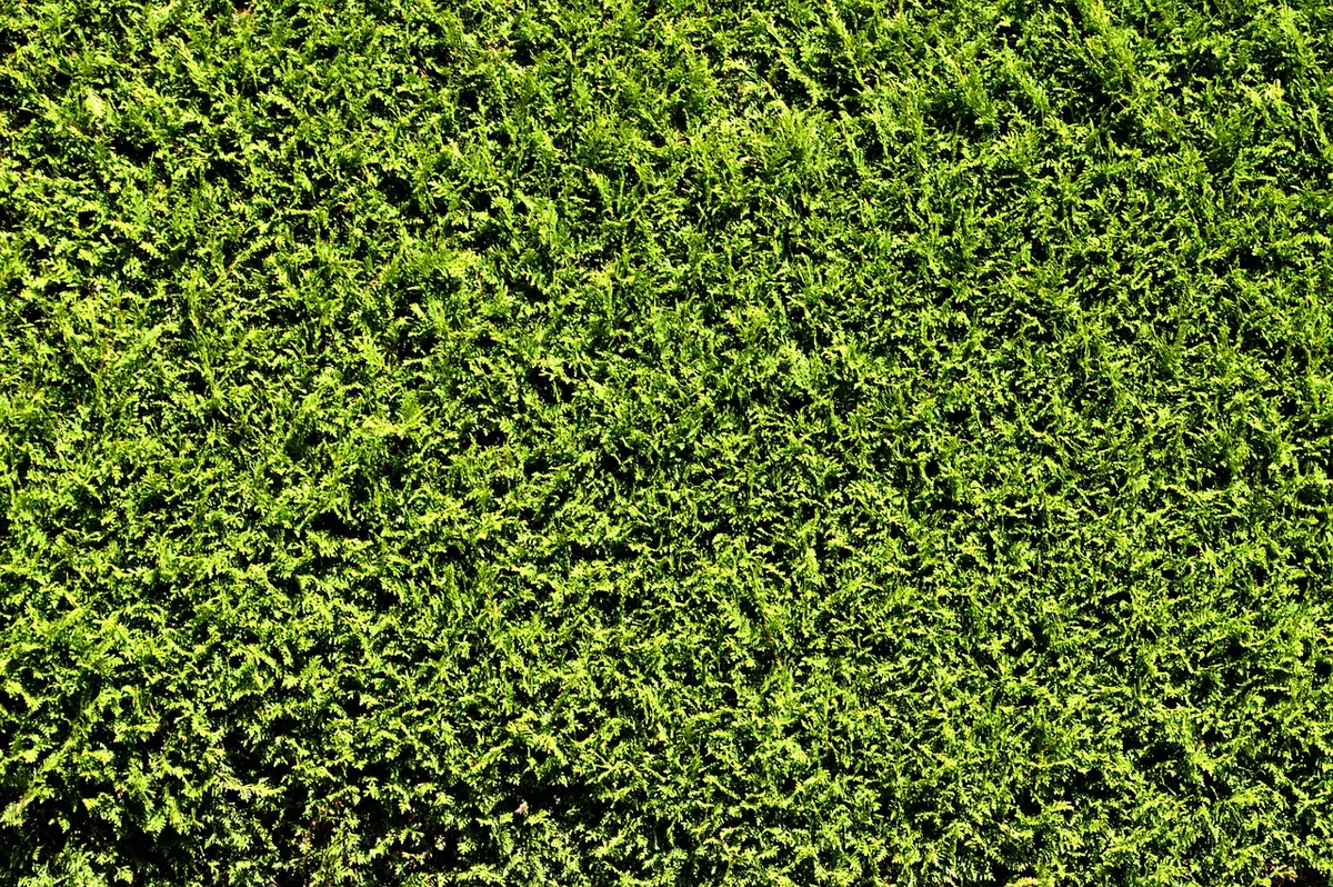 10 Fast-Growing Shrubs for Privacy Hedges