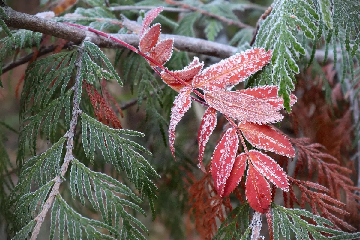 Creating a Four-Season Garden in Cold Climates: A Beginner's Guide