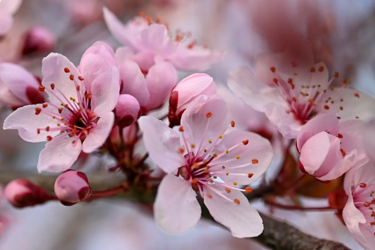 How to Espalier a Fruit Tree: A Step-by-Step Tutorial