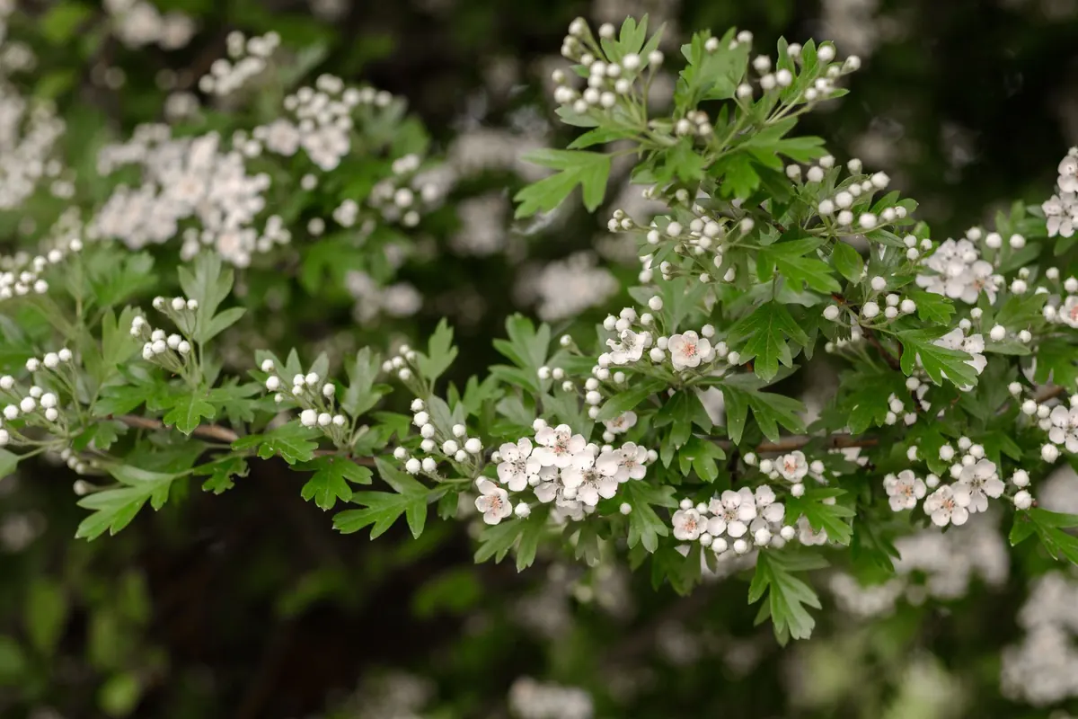 How to Prune a Hawthorn Tree in Winter: A Step-by-Step Guide