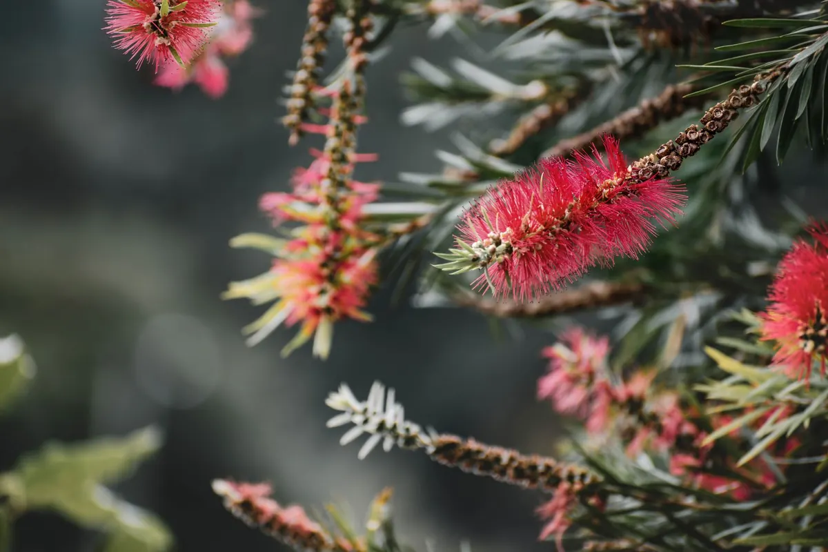 Landscaping with Native Shrubs: Comparing 5 Low-Maintenance Options