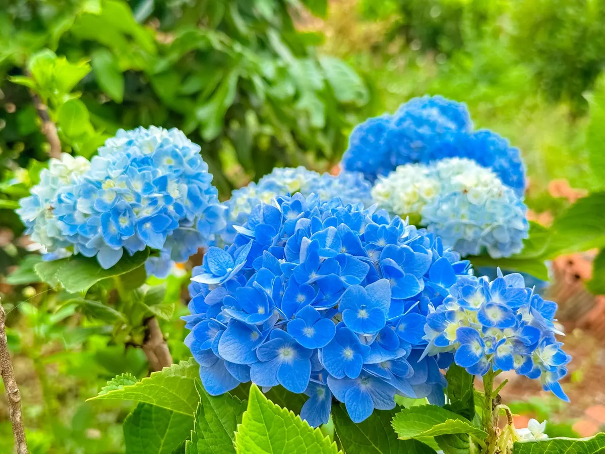 Pruning Hydrangeas: A Comparison of Panicle, Smooth, and Oakleaf Varieties