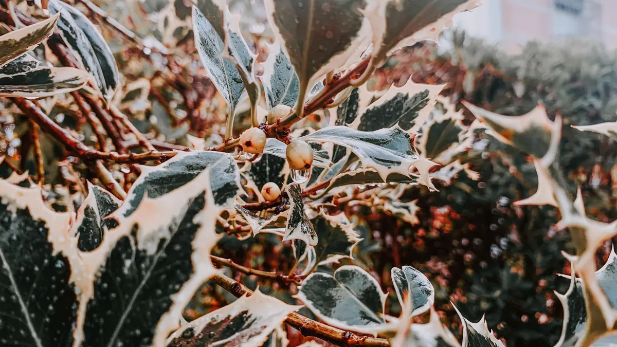 Why Your Evergreen Shrub Is Turning Brown: 6 Causes and Fixes
