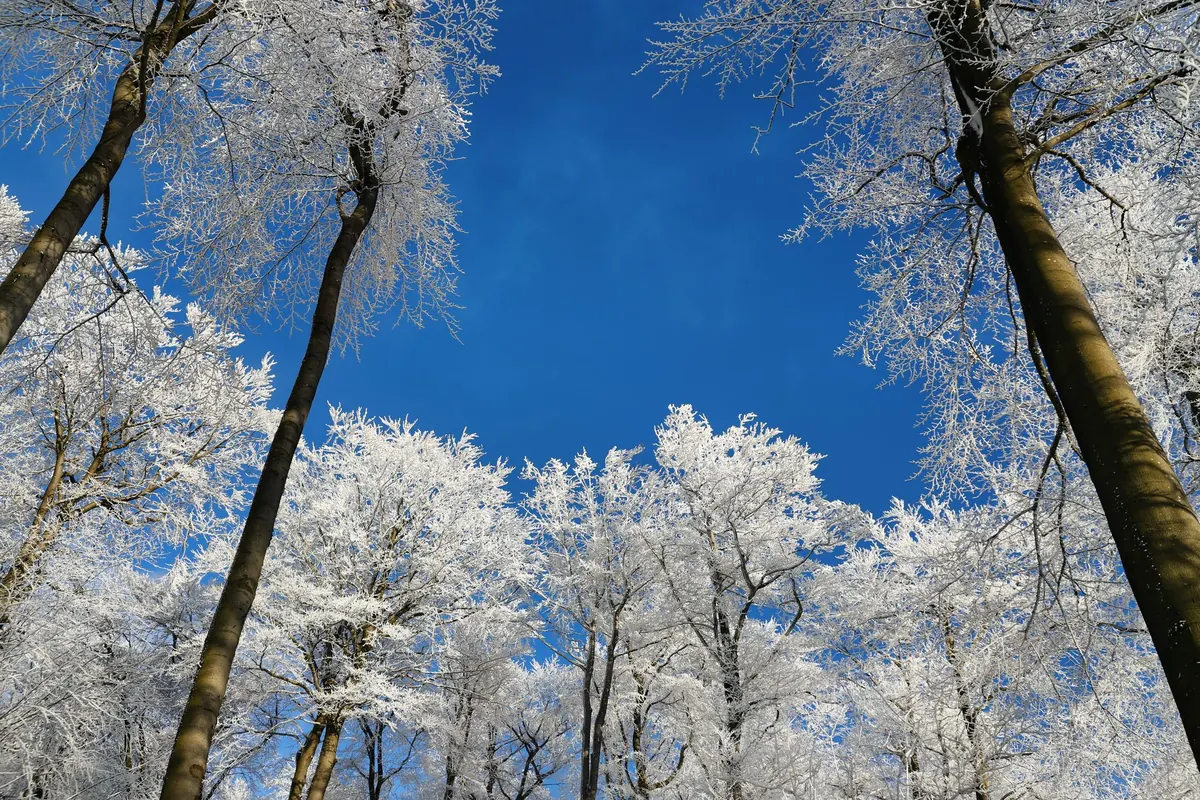 Winter Care for Trees and Shrubs: A Seasonal Checklist